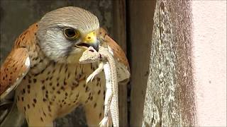 Kestrels Chicks in El Gouna Egypt [upl. by Eninahpets625]