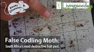 False Codling Moth South Africas most destructive fruit pest [upl. by Novyaj]