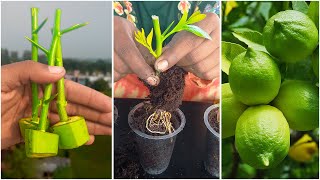 How to propagation lemon tree from lemon cutting in raw banana  With unique rooting idea [upl. by Allrud]