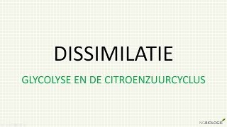 Dissimilatie  glycolyse en de citroenzuurcyclus [upl. by Llamaj]