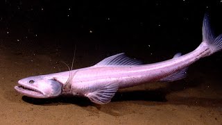 Facts The DeepSea Lizardfish Bathysaurus [upl. by Buke]