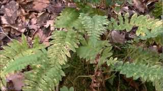 Polypode vulgaire Polypodium vulgairewmv [upl. by Andert]