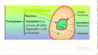 Protoplasm vs cytoplasm  understanding the difference [upl. by Reuven]