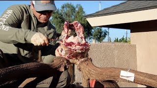 GIANT BULL ELK SKULL CLEANING [upl. by Vaughan]