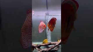 Feeding Beautiful Discus Fish [upl. by Inaffets]