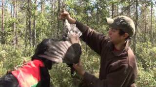 Trailer til skogsfugljakt Capercaillie hunting [upl. by Suirauqed]