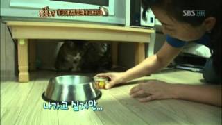 SUB 병아리가 무서운 고양이 다봉이 TV동물농장 AnimalFarm SBSstory [upl. by Anirav81]