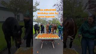 Best birthday party ever 🥳 Faugheen 16 Beef Or Salmon 28 amp Hurricane Fly earlier this year 🎂 [upl. by Merriam]