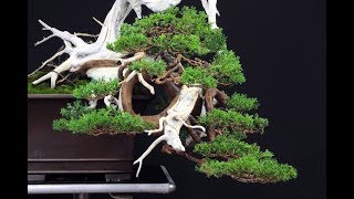 Juniperus Formosana bonsai quot666quot by Francesco Santini [upl. by Washington451]