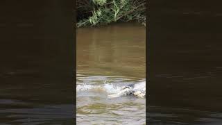 Crocodiles death Roll  Kruger National Park  Lion Sands  South Africa wildlife [upl. by Pfister]