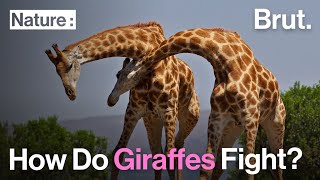 How Do Giraffes Fight [upl. by Binni]