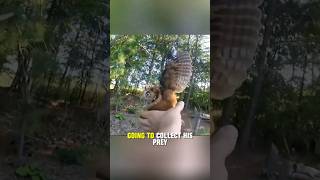 Rescuing a screech owl tangled in fishing line shorts [upl. by Felicia573]