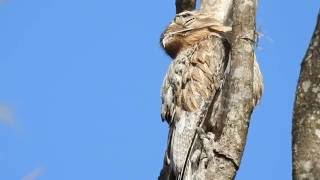 URUTAU NYCTIBIUS GRISEUS COMMON POTOO MÃEDALUA URUTÁGUA KÚAKÚA URUVATI AVEFANTASMA [upl. by Romilly]