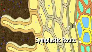 Water and Mineral Nutrient Absorption by Roots [upl. by Nakre]