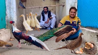 Ground Birds Pheasant Hen Hatching Eggs kala tetar chand chakor dakhni teetar Hsn Entertainment [upl. by Airdnek229]