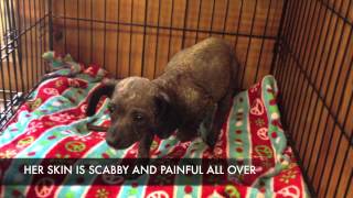 Arizona Small Dog Rescue DOLLY [upl. by Anoli]