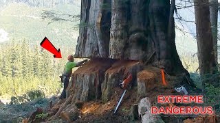 TOP 10 Most Dangerous Biggest Tree Felling Cutting Down with Chainsaw Machine EP 2 [upl. by Aiciles]