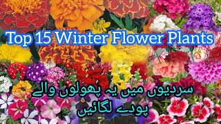 How to Grow Winter Flower plants  Best Winter Flowering plants  Planting Winter Flower Seeds [upl. by Chud]