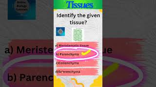 Parenchyma  Plant tissues  Tissues  Class 9 Science  shorts [upl. by Onitnas452]