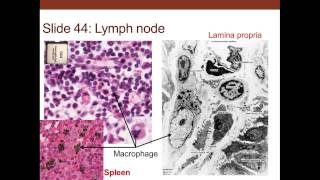 3 Medical School Histology Connective Tissue [upl. by Alan]