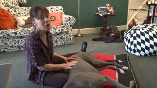 Greenhounds  Greyhound Massage Techniques [upl. by Ymaj]