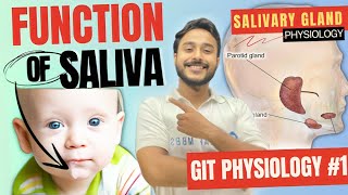 gastrointestinal physiology  salivary gland physiology  function of saliva physiology [upl. by Raybin]