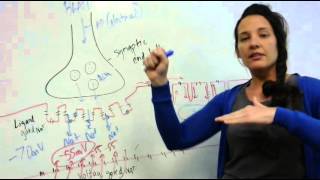 Excitation Contraction Coupling [upl. by Viguerie]