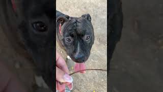 Staffordshire  Grooming  Playing ♥️ staffordshirewildlife pitbull staffy [upl. by Haikezeh]