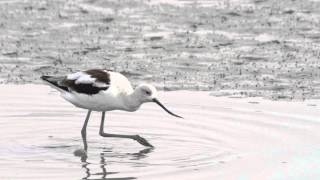 American Avocet Feeding [upl. by Corliss]