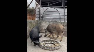 Wild Boar and Domestic Pig [upl. by Sebastian]