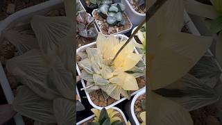 Haworthia Red Flame Reverse Variegated plants haworthia propagation pollinations succulents [upl. by Valeta]