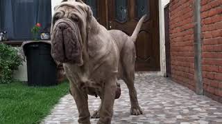 Neapolitan mastiff Marilyn [upl. by Kenrick]