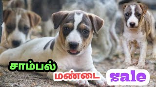 sambal mandai sale  சாம்பல் மண்டை sale  6381274326 [upl. by Assirec]