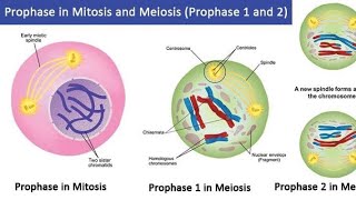 Comparison Between Prophase Stages  Mitosis amp Meiosis  Cell Division  Prophasel Prophasell [upl. by Aneetsyrk]