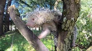 PrehensileTailed Porcupine Bebeto Cronch Snacks [upl. by Amlev]