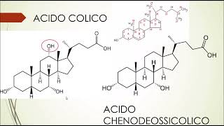 Biochimica  Sintesi dei sali biliari [upl. by Eicul]