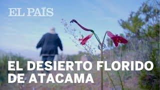 El origen del desierto florido de Atacama  Materia [upl. by Nileuqcaj]