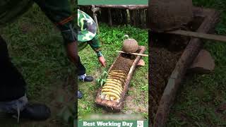 Best working day 2193 The process of removing honeycomb from a beehive in the form of logs [upl. by Sherurd327]