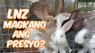 Rabbit Farming  LNZ Magkano Ang Presyo Lugi O Kikita  LNZ Alagang Integra 3000 [upl. by Phillie]