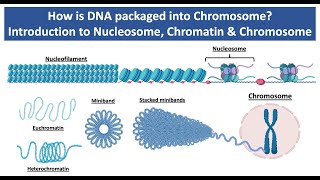 How is DNA Packaged into Chromosome  Introduction to Nucleosome Chromatin amp Chromosome [upl. by Quinlan]