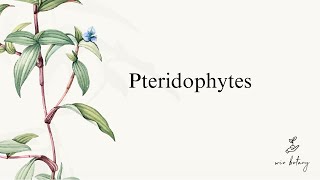 Pteridophytes  Complete  NEET [upl. by Hermes]