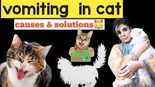 vomting in cats causes amp solutions  kittens vomiting solutions  home remedies  Drhira saeed [upl. by Libna]