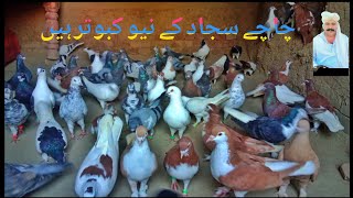 chachy sajjad ky rangeen kabutar vlog 150by chacha sajjad چاچا سجاد [upl. by Normy]