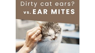 Dirty cat ears  vs ear mites [upl. by Amara]