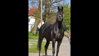 sold Quadriga  Black broodmare out of Grand Prix line on the gras field [upl. by Iphlgenia]