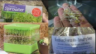 Sprouting Broccoli and Friends in a TwoTiered Seed Sprouter [upl. by Hartmunn]