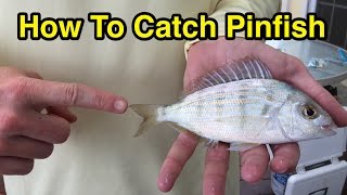 How to Catch Pinfish for Bait Without a Cast Net or a Pinfish Trap Full Instructions [upl. by Onibag223]