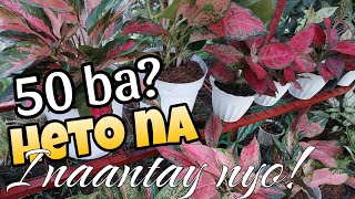 New Place  Plants Sale Update sa Garden  plants houseplants [upl. by Atnwahs]