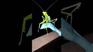 Hierodula Patellifera  Giant Asian Mantis  Small Insects Lovers  Homely Creatures  Videography [upl. by Ilellan903]