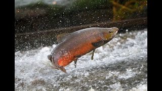 Coho Salmon at Satsop River Washington State [upl. by Yesnik]